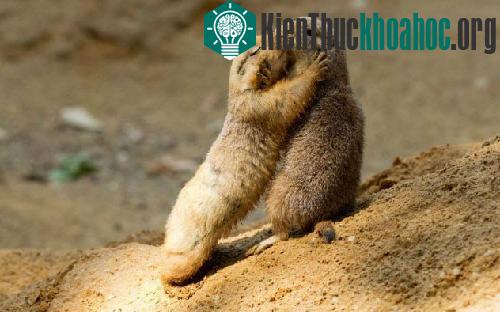 Những điều chưa biết về ngôn ngữ động vật