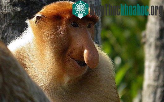 Kỳ lạ loài khỉ có mũi dài ngoẵng và nhại lại như bò