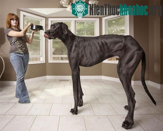 Con chó cao nhất thế giới qua đời