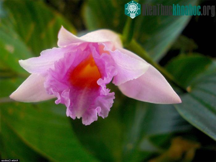 Hoa lan Sobralia imavieirae - Brazil