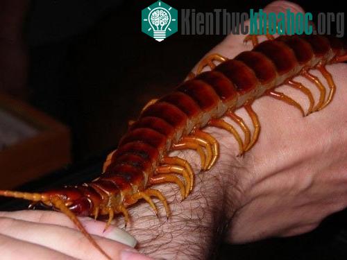 Những con vật lớn nhất hành tinh
