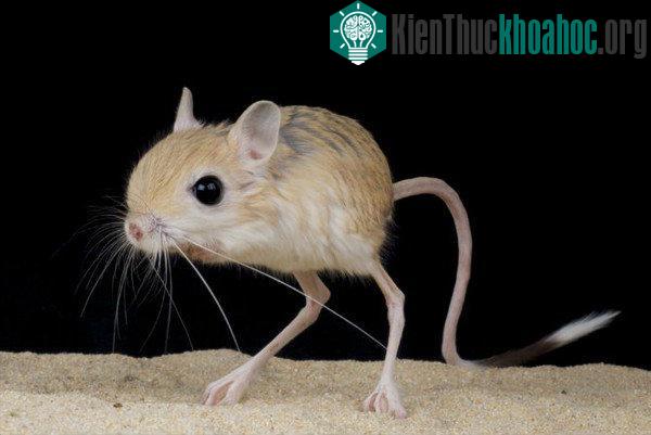 Theo thông tin khoa học, hình dáng của chuột nhảy rất thích nghi với môi trường sống