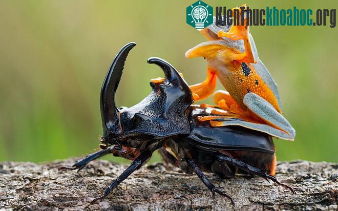 Ấn tượng màn cưỡi kỳ thú trong thế giới động vật
