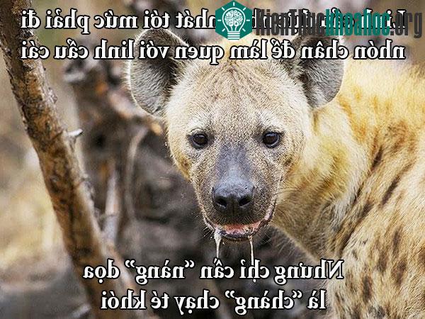 Fun fact về chuyện yêu đương "buồn cười" trong giới động vật