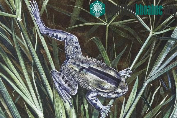 Ếch lông tạo móng vuốt từ xương. Ếch lông Trichobatrachus robustus có thể phá vỡ xương của chúng để tạo thành móng vuốt. Điều đặc biệt là các móng vuốt này chỉ nhô ra khỏi đệm ngón chân khi chúng b...