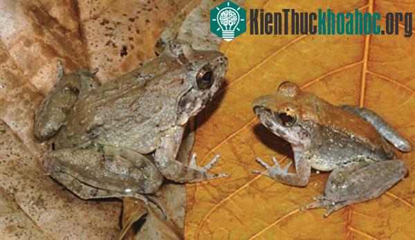 Con đực (trái) và con cái thuộc loài ếch Limnonectes larvaepartus mới được phát hiện ở đảo Sulawesi, Indonesia. (Ảnh: Reuters)