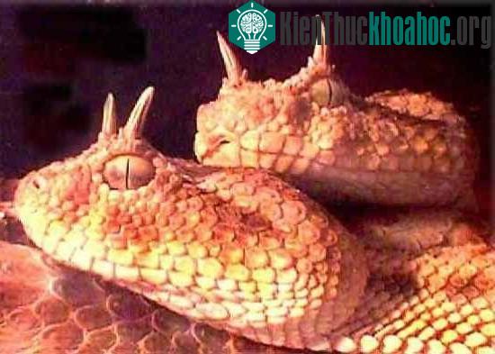 Những loài rắn vừa độc, vừa xấu xí nhất thế giới