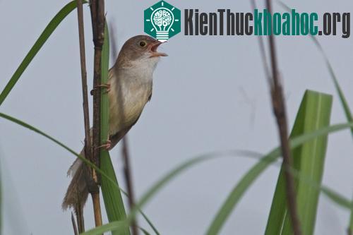 Chim hét cao cẳng Jerdon. (Ảnh: Wildlife Conservation Society)