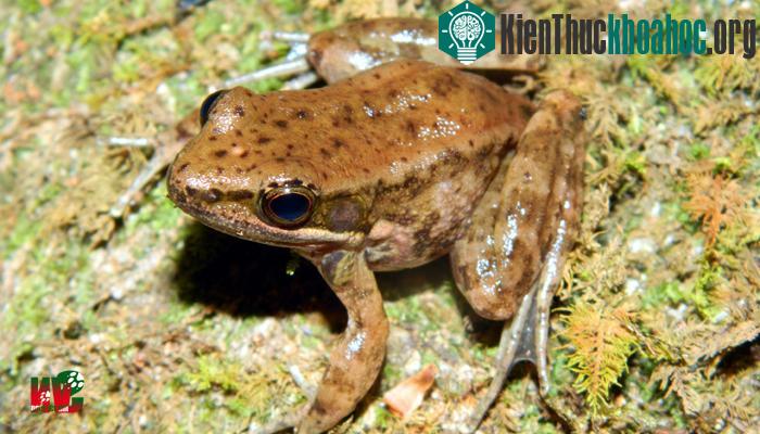 Ếch bám đá mường la Hylarana menglaensis – (Ảnh: Lê Trung Dũng)