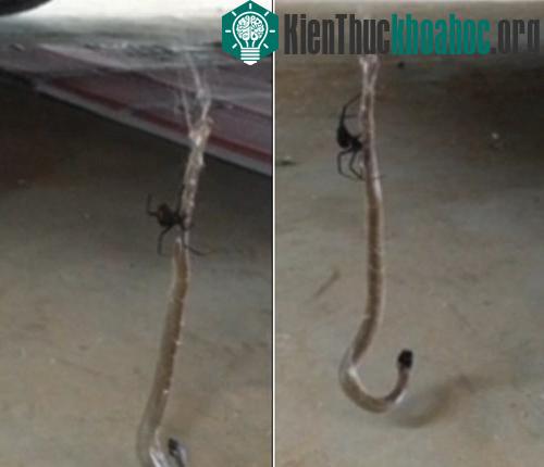 Con nhện nhấc bổng rắn độc lên khỏi mặt đất.