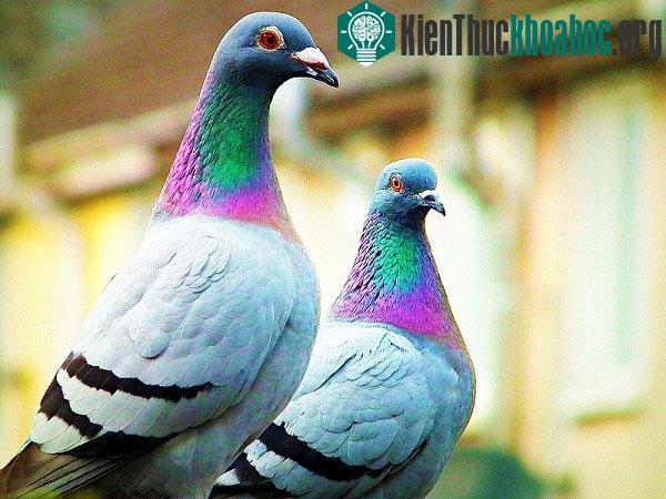 Chim bồ câu có thể phân biệt được 16 hạng mục khác nhau
