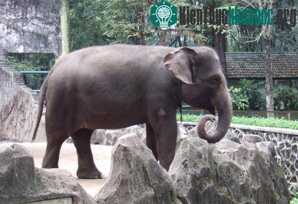 Sumatra là loài voi châu Á có kích thước nhỏ nhất. Số lượng voi đã giảm đến 80% trong vòng chưa đầy 25 năm qua vì rừng bị tàn phá, môi trường sống hạn hẹp dần và tình trạng xung đột ở khu vực Sumat...
