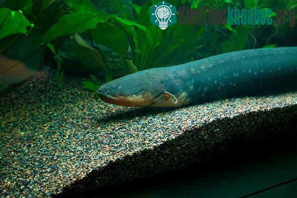 Con mồi sẽ bị vô hiệu hóa bởi các xung điện mà lươn điện phát ra
