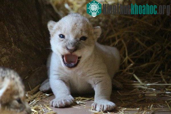 Con sư tử có màu lông trắng khác biệt ở vườn thú. (Ảnh: Henry Doorly Zoo)