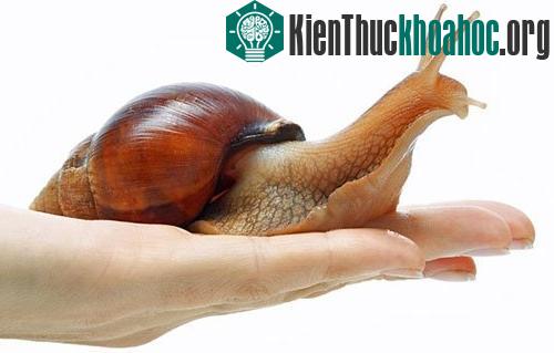 Ốc sên châu Phi khổng lồ là loài động vật chân bụng lớn nhất trên Trái Đất. Chúng có thể phát triển dài 20cm, chiều ngang 10cm (xấp xỉ kích thước nắm tay của một người lớn). Đây là loài phàm ăn, ăn...