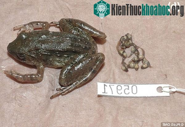 Một con ếch cái thuộc loài Limnonectes larvaepartusvới những nòng nọc. (Ảnh: Daily Mail)