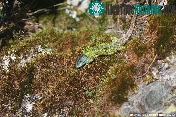 Khả năng tàng hình của thằn lằn Iberian emerald là nhờ có bộ da đặc biệt. (Ảnh Dail Mail)