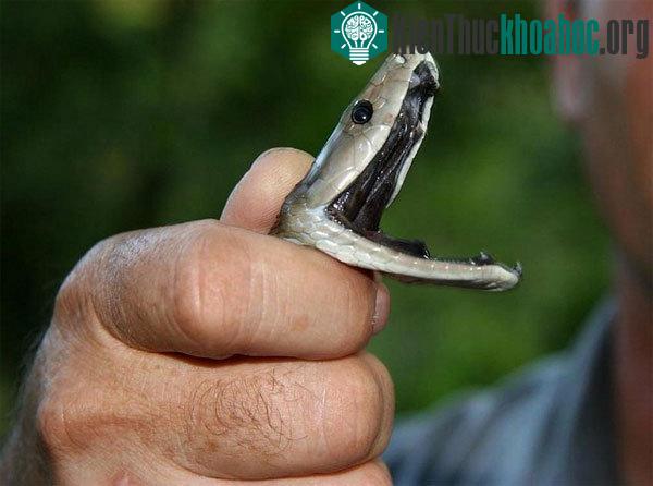 Da của Mamba đen có màu nâu. Sở dĩ người ta gọi chúng là Mamba đen vì miệng của chúng có màu đen. (Ảnh: Flickr)