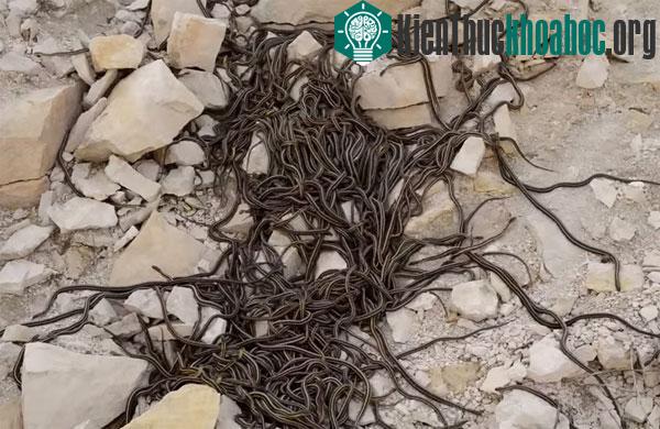 Hiện tượng này xảy ra là do hai yếu tố địa hình đặc biệt của khu vực. (Ảnh Science Alert)