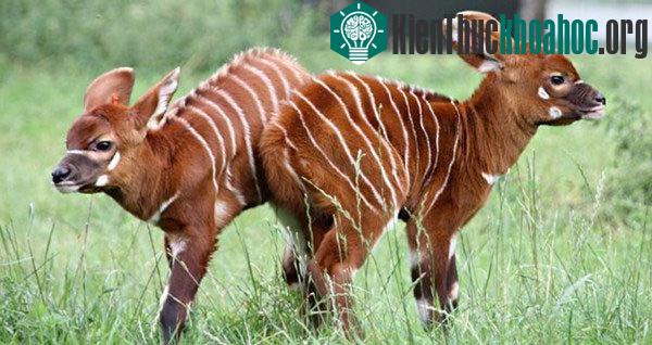 Linh dương Bongo cực hiếm chào đời tại Anh