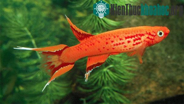 Một số loài cá sống ở nơi khắc nghiệt nhất trên trái đất