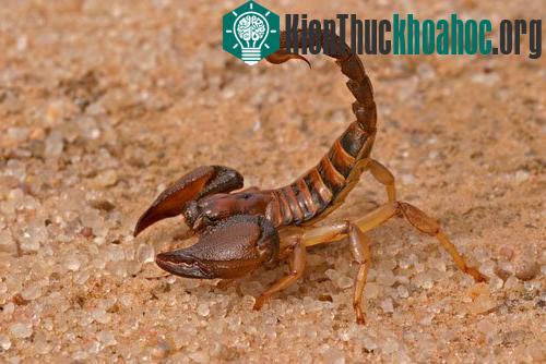 Bọ cạp với cái đuôi cong chứa độc chết người.