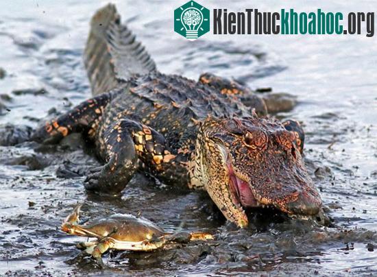 Cá sấu "bất lực" trước chú cua nhỏ bé ảnh 1