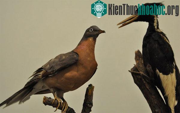 Tìm hiều về sự tồn tại của đàn chim hàng tỷ con