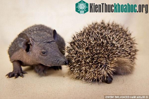 Baldy bên một chú nhím bình thường khác