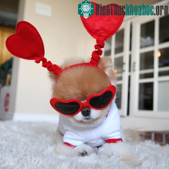 Chó cũng bi quan - lạc quan như người