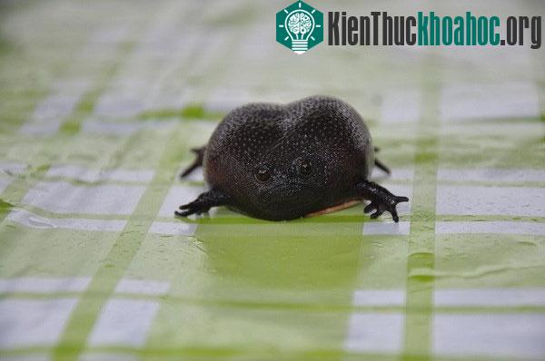 Một con ếch Black Rain khi chưa phồng người. (Ảnh: melbourneer)