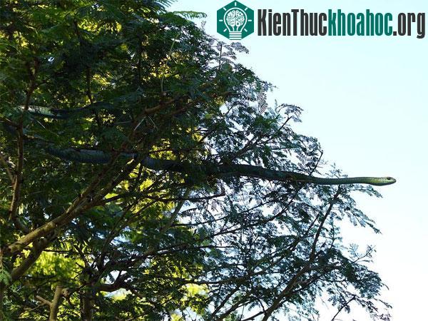 Rắn lục Boomslang dựng đứng như cành cây mai phục con mồi.