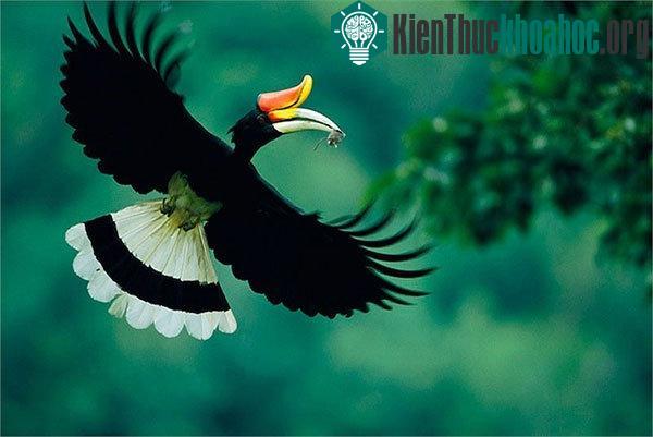 Bí ẩn ít biết về loài chim đẹp như trong huyền thoại