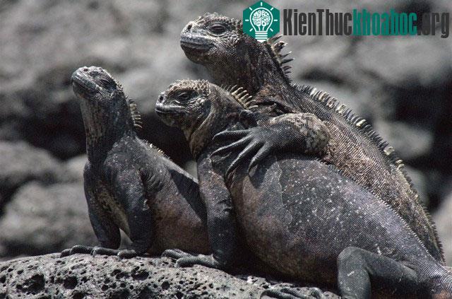 Rùa Iguana tại quần đảo Galapagos của Tây Ban Nha là loài bò sát ăn rong biển. Màu sắc của chúng là sự pha trộn giữa nâu, hồng, xanh nhạt và xanh lá cây. Chúng thường dùng hàm răng sắc nhọn để &ldq...