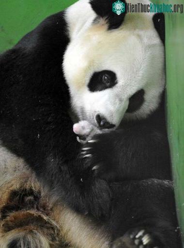 Gấu mẹ Ju Xiao được theo dõi chặt chẽ trước khi sinh