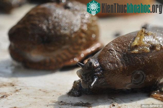 Những con sên ngoại cỡ có chiều dài tối đa khoảng 12cm, gấp 4 lần so với loài sên thông thường. Chúng đẻ khoảng 400 quả trứng mỗi năm. Những kẻ xâm lược này không chỉ ăn rau, phân, thịt động vật đã...