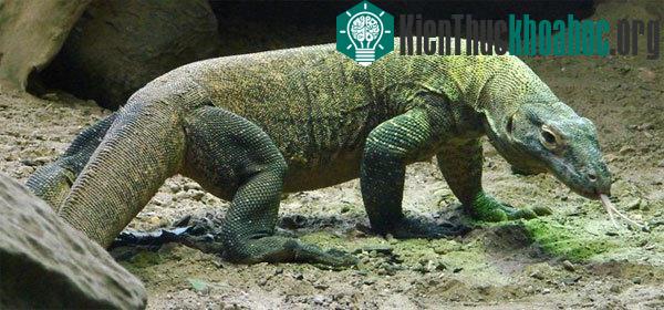 Komodo, một đảo của Indonesia, là nơi số lượng rồng Komodo đạt mức lớn nhất. Với diện tích 1.800km2, đảo là một phần của vườn quốc gia Komodo. Chỉ khoảng 2.000 người sinh sống trên đảo. Người ta gọ...