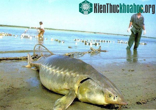 Cá tầm cũng sống từ khoảng đầu kỷ Jura. Con cá tầm lớn nhất có thể dài tới 6 mét, to như cá mập trắng lớn. Cá tầm ăn các loại động vật nhỏ dưới đáy biển, đặc biệt chúng lại không gây nguy hiểm trừ ...