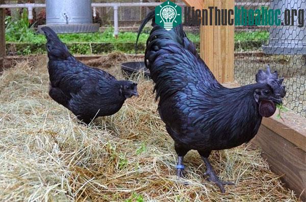 Chúng “du ngoạn” sang châu Âu vào năm 1998. Theo tiếng Indonesia, từ “Ayam” có nghĩa là “gà” và “Cemani” mang nghĩa “hoàn toàn đen”.