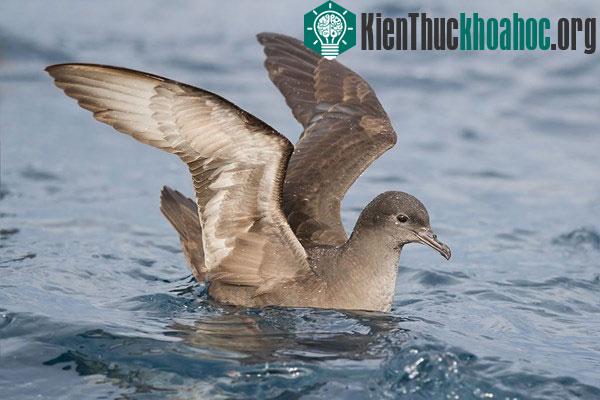 Chim Muttonbird - con mồi ưa thích của rắn hổ khổng lồ đảo Chappell.