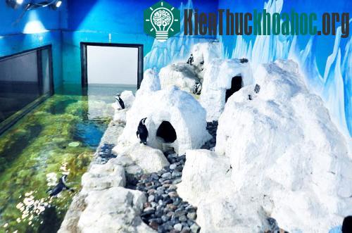 Chim cánh cụt đầu tiên mang "quốc tịch" Việt Nam