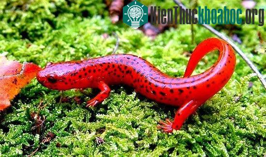 Thoạt nhìn, trông nó giống như một món đồ chơi bằng nhựa.