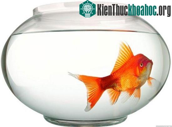 Sự thật về "não cá vàng" và lời giải cho trí nhớ