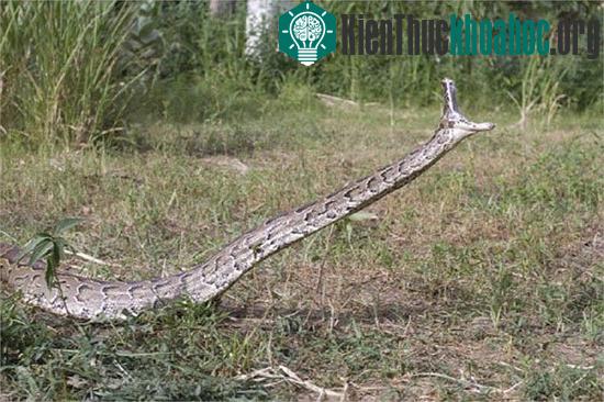 Tìm hiểu về loài trăn ăn thịt người ở châu Phi