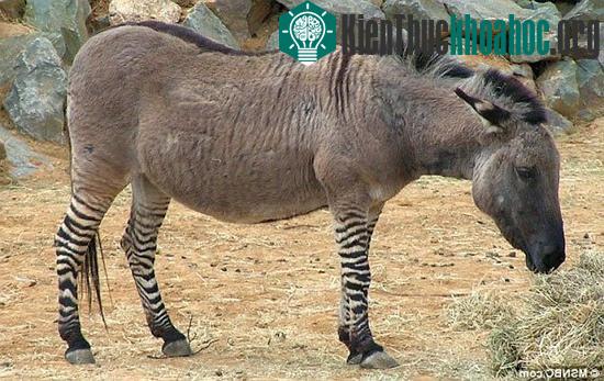 Con lai giữa ngựa vằn đực và lừa cái quý hiếm