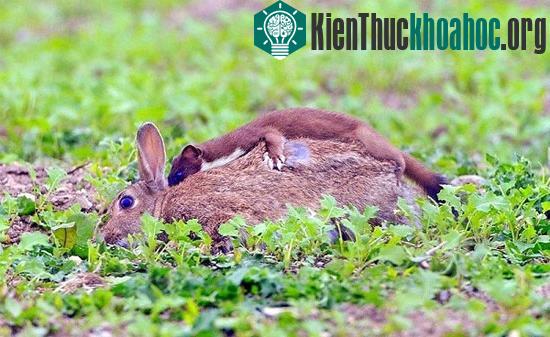 ...và nạn nhân xấu số.