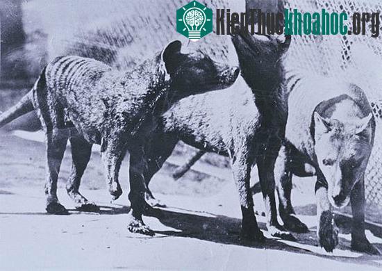 Tìm hiểu thêm về hổ Tasmania