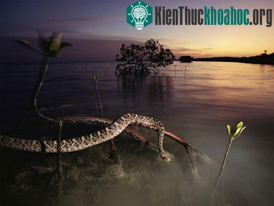 Rắn đuôi chuông phương Đông cũng dự trữ tinh trùng. (Ảnh: NatGeo)