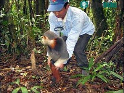 Cán bộ khu Bảo tồn Sao La giải cứu thành công một cá thể chà vá chân nâu bị mắc bẫy.
