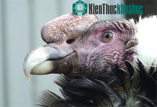 Thần ưng Andes – chúa tể bầu trời Nam Mỹ